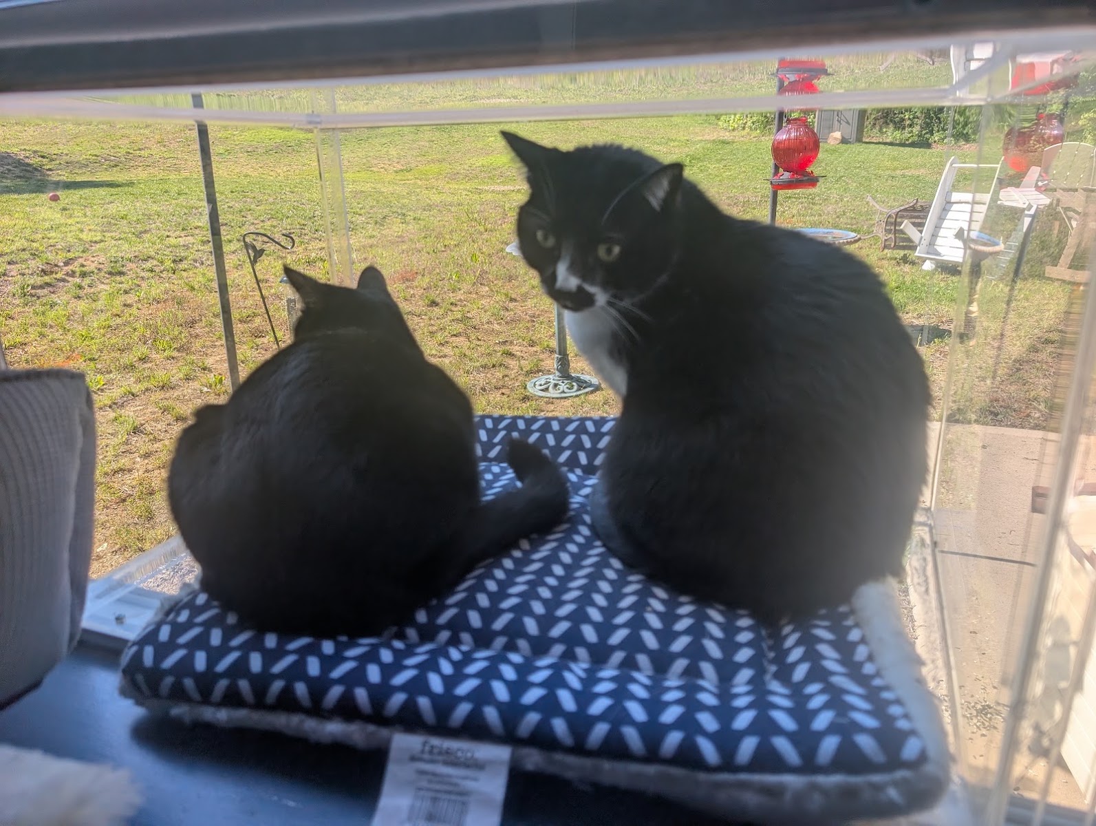 Two cats relaxing in a window-mounted catio looking out over the yard