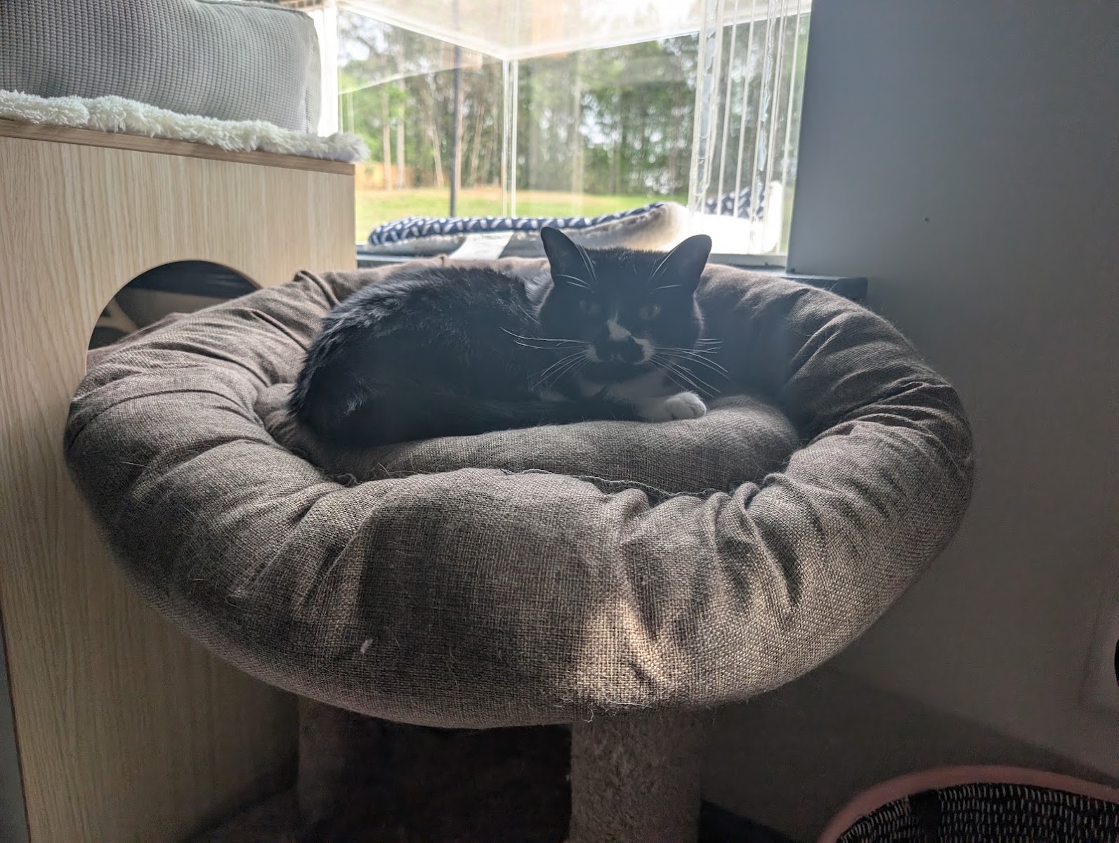 Tuxedo cat resting on an elevated perch bed inside the facility