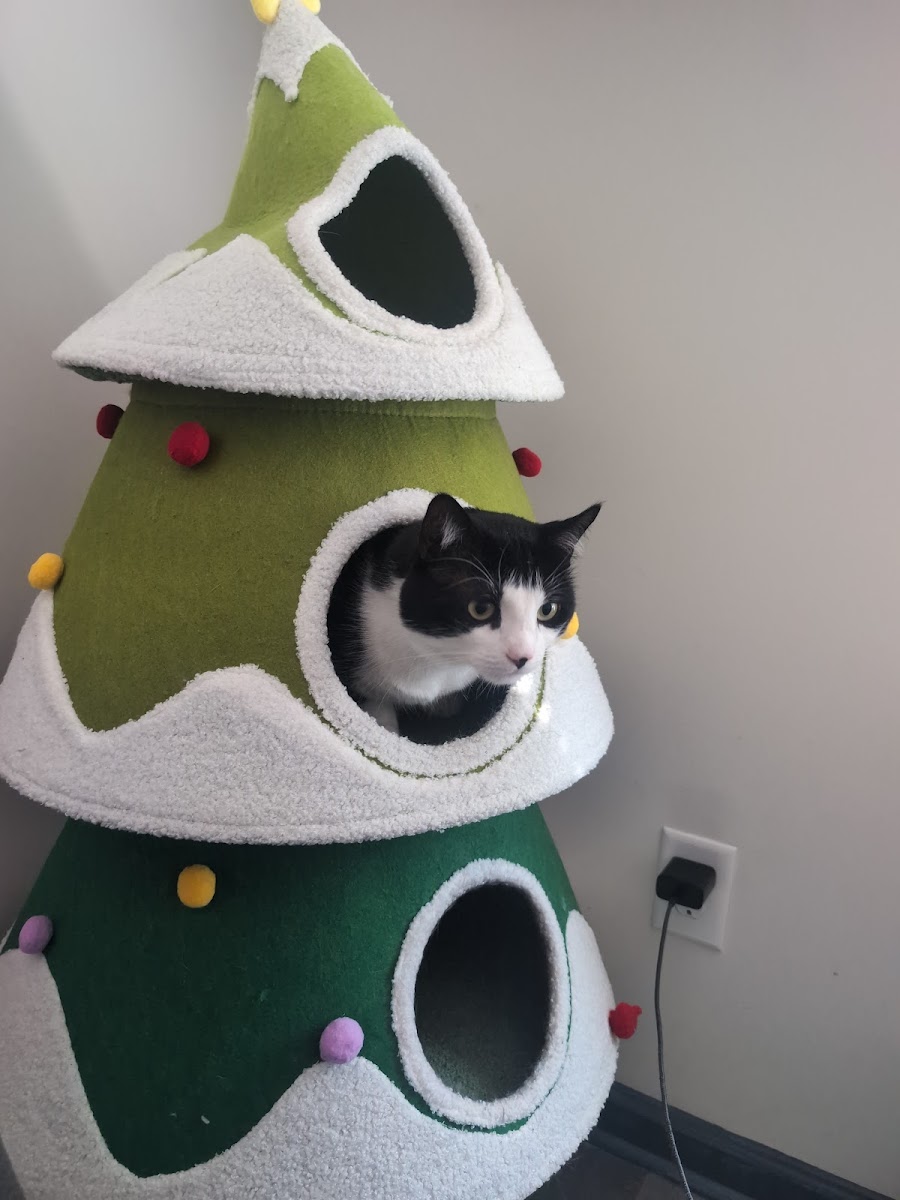 Cat peeking out from a tiered enrichment tower