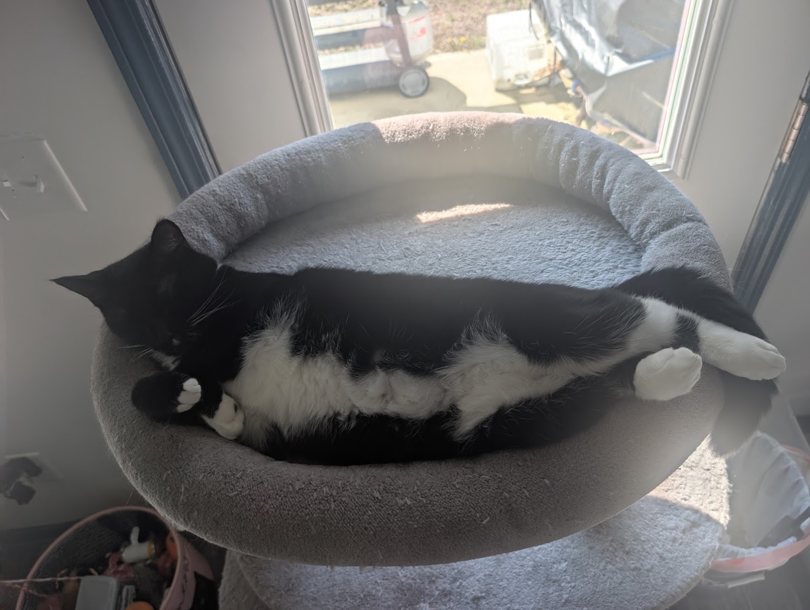 Tuxedo cat napping in a round window-side bed