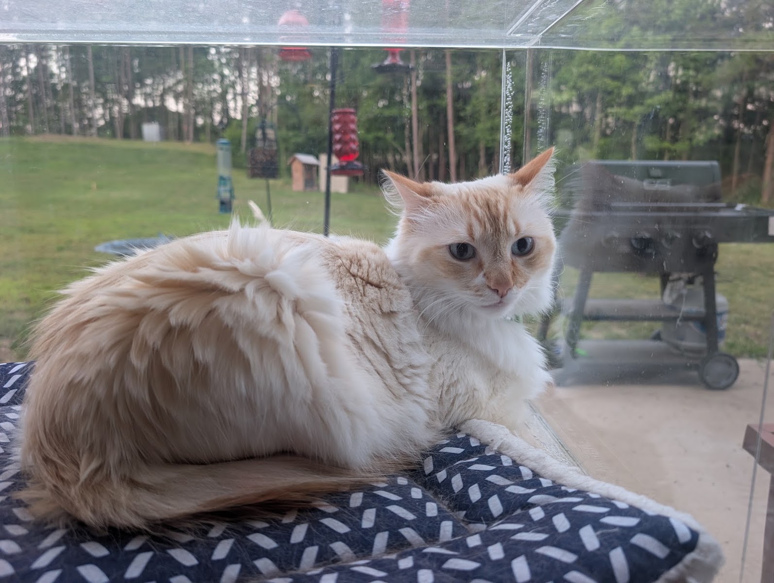 Flame-point longhair cat lounging in a catio perch overlooking the yard