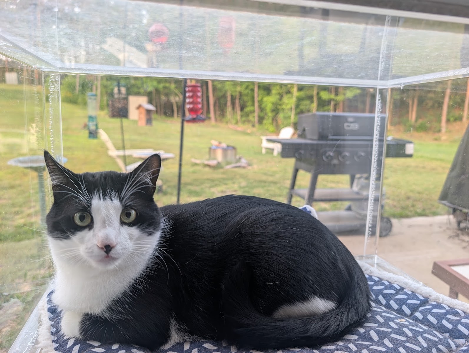Tuxedo cat close-up in a catio window box with the backyard visible behind